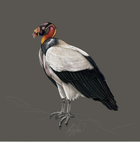 King Vulture King Vulture, King Drawing, King Logo, Toronto, Birds, Color, Art