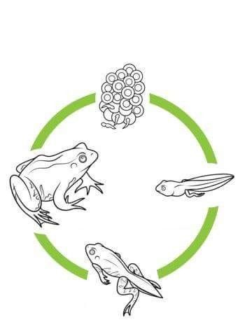 Frog Life Cycle Printable, Frog Life Cycle Craft, Life Cycles Preschool, Life Cycle Of A Frog, ملصق تحفيزي, Frog Eggs, Frog Coloring, Frog Life Cycle, Cycle For Kids