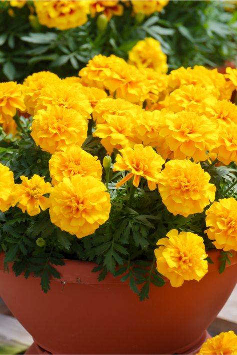 Fertilizing Marigolds - How To Get Marigolds Blooming Bigger Than Ever! Marigold Flower Bed Ideas, Annual Flower Beds Design, Blooms All Summer, Growing Marigolds, How To Make Compost, Porch Plants, Flower Bed Designs, Compost Tea, Potted Flowers