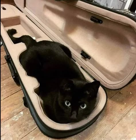 Violin Art, Musician Humor, Violin Case, Music Jokes, Violin Music, Band Memes, A Black Cat, Music Humor, Music Aesthetic