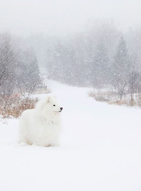 Samoyed Wallpaper, Samoyed Puppies, Dog In Snow, Arctic Foxes, Nanny Dog, Samoyed Dog, Samoyed Puppy, Most Beautiful Dogs, Snow Ball