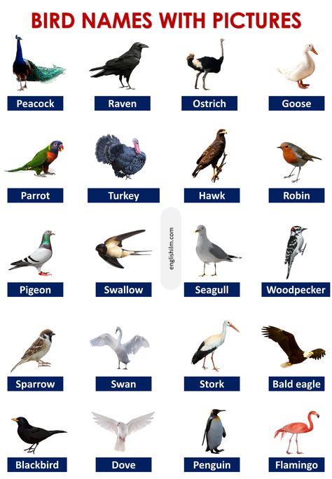 Raghubir Singh, Birds Name List, Bird Names, Types Of Penguins, Types Of Ducks, Names Of Birds, Great Auk, General Knowledge For Kids, Animals Name In English