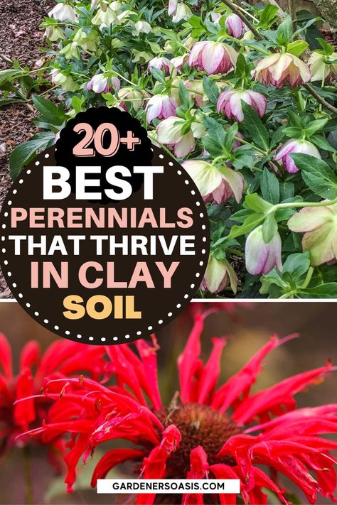 Plants For Clay Soil, Clay Soil Plants, Full Sun Flowers, Flowering Bushes, Shade Garden Plants, Full Sun Perennials, Fragrant Garden, Best Perennials, Sun Perennials