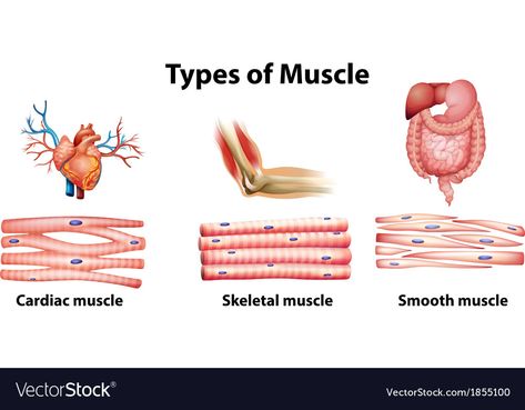 Human Cell Diagram, Anatomy Terminology, Skeletal Muscle Anatomy, Muscular System Anatomy, Human Muscular System, Muscle System, Types Of Muscles, Basic Anatomy, Nurse Study