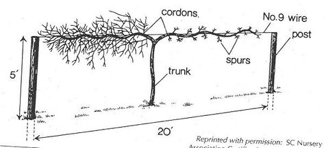 Training and Pruning Grapes | University of Maryland Extension Grape Vine Pruning, Muscadine Vine, Grape Vine Trellis, Grow Grapes, Grape Trellis, Grape Arbor, Grape Plant, Vine Trellis, Veggie Gardens