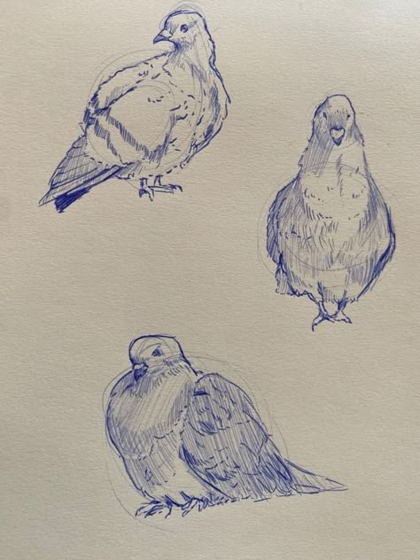 Pigeons Drawing Sketch, Pen Animal Sketch, Ballpoint Pen Sketchbook, Pigeon Sketch Drawings, Pigeon Drawing Reference, Ink Drawing Animals, Ballpoint Pen Doodles, Animal Pen Sketch, Pen Drawing Inspiration