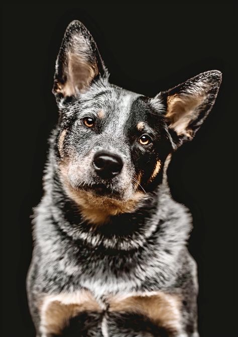 Blue Heeler Photography, Australian Cattle Dog Art, Blue Healers Dog, Simple Dog Drawing, Dog Drawing Reference, Easy Dog Drawing, Red Heeler Dog, Art Black Background, Dog Sketches