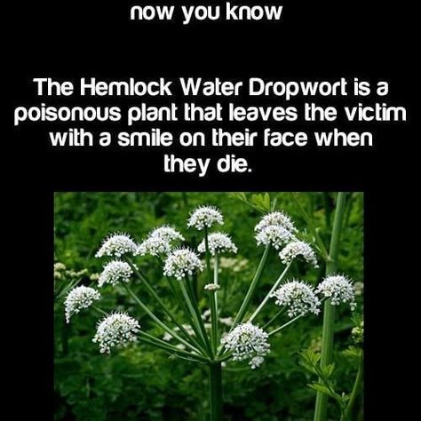 Scary Facts, Creepy Facts, Facts You Didnt Know, Poisonous Plants, Unbelievable Facts, Up Book, Science Facts, Scary Stories, Smile On