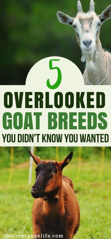 Do you know some of these less popular goat breeds? Check out these 5 often overlooked goats. | Raising Goats | Livestock | Homesteading | Dairy Goats Types Of Goats, Goat Breeds, Keeping Goats, Goat Health, Small Goat, Raising Farm Animals, Goat Care, Raising Goats, Dairy Goats