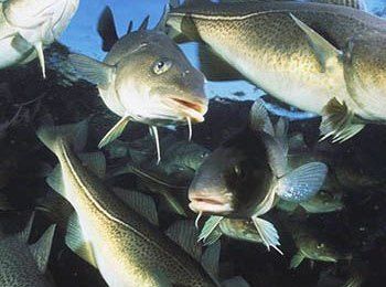 Atlantic Cod Fish, Atlantic Cod, Ocean Ecosystem, Fish Face, Cod Fish, Types Of Fish, Fried Fish, Atlantic Ocean, Fish Pet