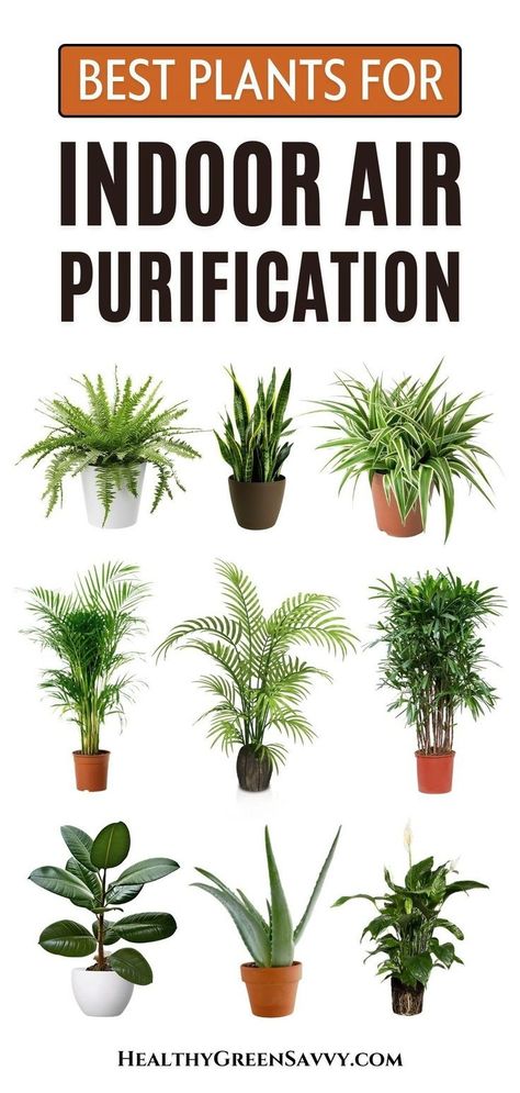 Transform your home and office with these amazing air-purifying indoor plants! From low-light options like peace lilies to vibrant bamboo palms, these plants not only beautify your space but also improve air quality by removing harmful toxins. Discover how plants like spider plants and aloe vera can create a healthier, greener environment. Learn more about the best plants for indoor air purification in the full blog post! Peace Lilies, Indoor Plants Low Light, Snake Plants, Improve Indoor Air Quality, Best Plants, Green Environment, Best Indoor Plants, Low Light Plants, Air Purifying Plants