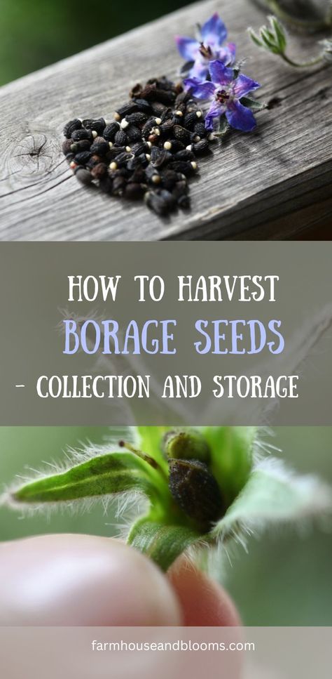 two pictures, one of borage seeds on a railing, and one of a borage seed head with seeds inside Borage Uses, Shivering Isles, Herbs In The Kitchen, Garden Tips And Tricks, Saving Seeds, Seed Storage, Food Foraging, Homemade Oil, Saving Strategies