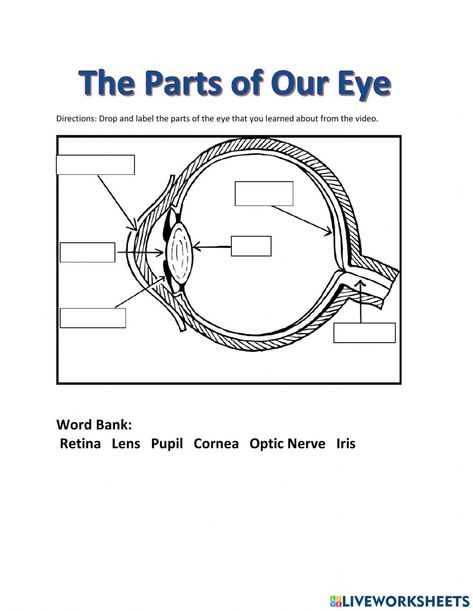 Parts Of The Eyes Worksheet, Diagram Of The Eye, Human Eye Diagram, Parts Of An Eye, States Of Matter Worksheet, Living And Nonliving, Eye Study, Homework Worksheets, Eye Anatomy