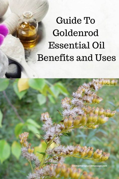 A Guide To Goldenrod Essential Oil and Its Benefits and Uses in Aromatherapy Goldenrod Essential Oil Young Living, Essential Oils For Varicose Veins, Goldenrod Essential Oil, Varicose Veins Essential Oils, German Chamomile Essential Oil, Myrtle Essential Oil, Wintergreen Essential Oil, Juniper Essential Oil, Helichrysum Essential Oil