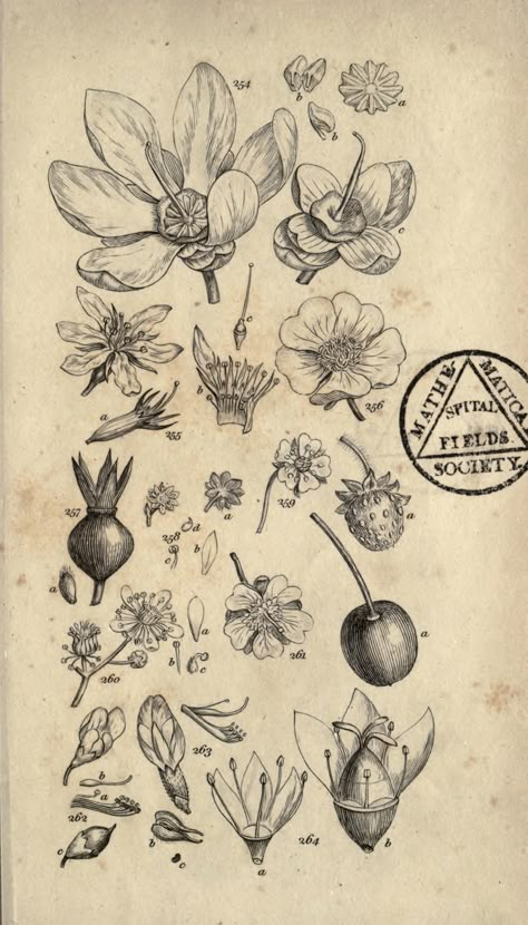 Botany Illustration, Illustration Botanique, Botanical Illustration Vintage, Botanical Tattoo, Have Inspiration, Vintage Botanical Prints, Scientific Illustration, Botanical Drawings, Plant Illustration