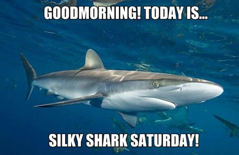 Frilled Shark Friday, Shark Tuesday, Thresher Shark Thursday, Silky Shark, Shark Facts, Shark Pictures, Sharks Funny, Mermaid Swimming, Shark Lover