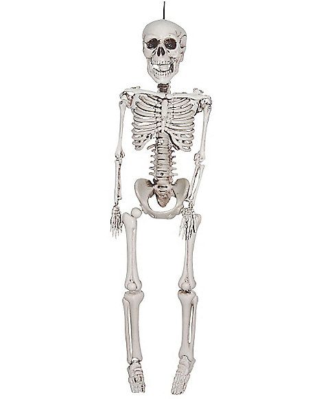 http://www.spirithalloween.com/product/decorations/props/skeletons/3-ft-plastic-skeleton-decorations/pc/1005/c/1034/sc/1035/37268.uts?currentIndex=24 Skeleton Decorations Outdoor, 12ft Skeleton, 3d Printed Skeleton, Skeleton Figurines, Life Size Skeleton, Posable Skeleton, Body Bones, Halloween Themes Decorations, Halloween Skeleton Decorations