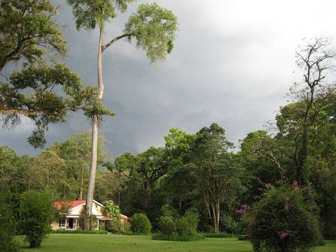 Kakamega forest bird sanctuary - Kenya Kakamega Forest Kenya, Bird Sanctuary, Nairobi, Kenya, Forest, Plants, Quick Saves