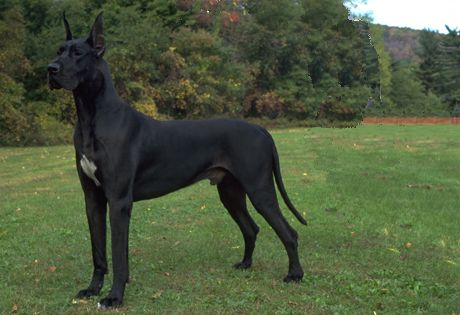 The Great Dane was originally developed by the Germans to hunt boar, a ferocious animal. They are no longer used for hunting and the breed has changed to one of a companion and estate guard dog.  The breed was AKC recognized in 1887. They must have a minimum height of 30 inches tall at the shoulder for males and 28 inches tall for females. They come in the following coat colors: Brindle, Fawn, Blue, Black, Harlequin and Mantle. Black Great Danes, Dane Puppies, Great Dane Puppy, Dane Dog, Great Dane Dogs, Large Dog Breeds, Doberman Pinscher, Pitbull Terrier, Black Dog