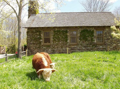 Miniature Hereford. So cute! Mini Hereford, Miniature Hereford, Miniature Cattle, Miniature Cows, Hereford Cows, Beef Cow, Hereford Cattle, Mini Cows, Cattle Farming