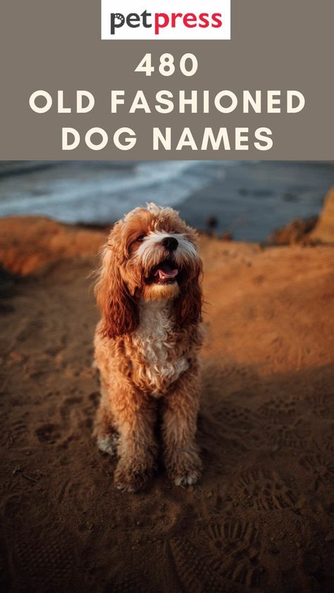 480 Old Fashioned Dog Names - Old School Dog Name Ideas Alcohol Dog Names, Old Man Names For Dogs, Boho Dog Names, Animal Names Unique, Farm Dog Names, Aesthetic Pet Names, Original Dog Names, Funny Names For Dogs, Female Dog Names Unique