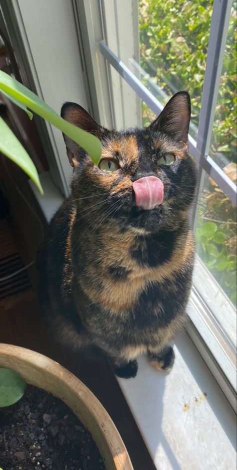 Tortie Cat, Tortie Cat Aesthetic, Tortishell Cat Aesthetic, Tortoiseshell Cat, Cats Tortoise Shell, Fluffy Tortoiseshell Cat, Pretty Tortoiseshell Cat, Tortoise Cat, Cutee Animals