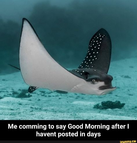 Me comming to say Good Morning after I havent posted in days - Me comming to say Good Morning after I havent posted in days – popular memes on the site iFunny.co #wholesome #memes #me #comming #say #good #morning #havent #posted #days #meme Stingray Fish, Spotted Eagle Ray, Animals Tattoo, Eagle Ray, Underwater Photographer, Life Aquatic, Beautiful Sea Creatures, Underwater Photos, Manta Ray