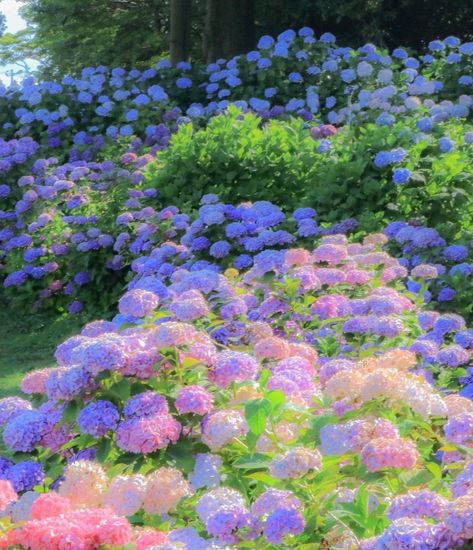 Hydrangea Field, Flower Field Aesthetic, Field Aesthetic, Designer Fans, Hydrangea Painting, Hydrangea Flower, Morning Light, Freelance Illustrator, Flower Field