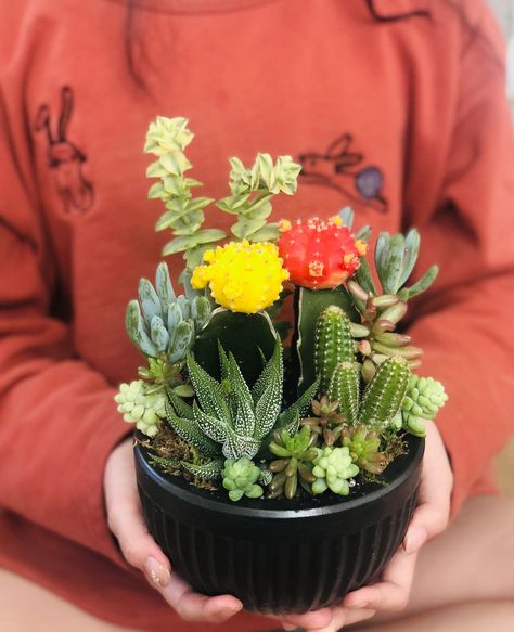 Moon Cactus Arrangement, Cactus Garden Design, Moon Cactus, Cactus Arrangement, Cactus Terrarium, Flowering Succulents, Decorative Plants, Succulent Garden Design, Succulent Arrangements