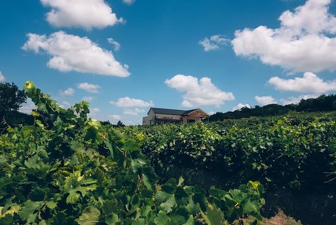 WINERY | WACO, TX | VALLEY MILLS VINEYARDS Texas Winery, Texas Wineries, Vineyard Tour, Enjoy Time, Texas Travel, Travel Information, Long Weekend, Girls Trip, Join Us