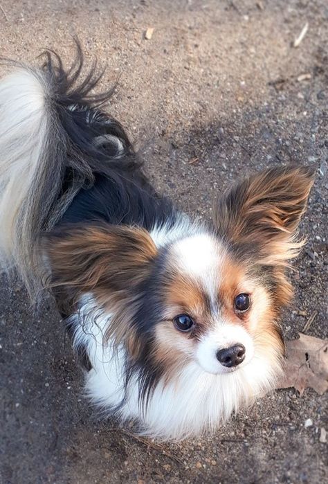 Papillon Dog Aesthetic, Papillon Dog Puppy, Papillon Puppy, Papillon Dog, Puppies And Kitties, Great Week, Cute Dogs And Puppies, Cute Animal Photos, Dog Gifs