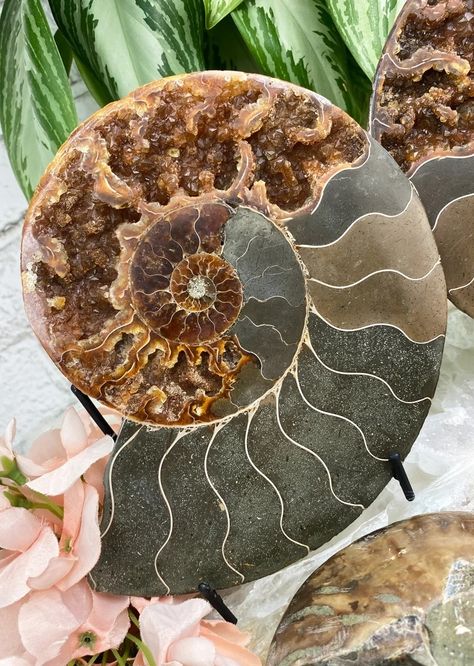 Ammonite paint