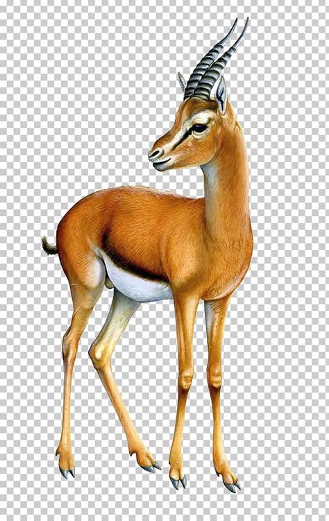 Gazelle Horns, Thomson Gazelle, Knee Compression Sleeve, Ticket Design, Crystal Jewelry Sets, About Animals, Shrek, Us Images, Png Image