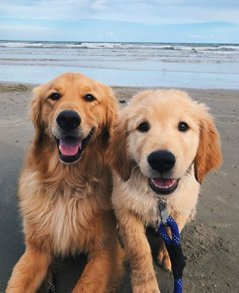 Two Golden Retrievers, 2 Golden Retrievers, Chien Golden Retriever, I Like Dogs, Cute Animals Puppies, Animals Friendship, Dog Beach, Fluffy Animals, Dogs Golden Retriever