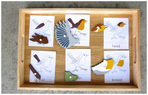 Favorite Montessori Zoology Puzzles Parts Of A Bird, Ish Activities, Montessori Zoology, Montessori Preschool, Montessori Ideas, Fashion Organization, Diy Activities, Unit Study, Montessori Materials