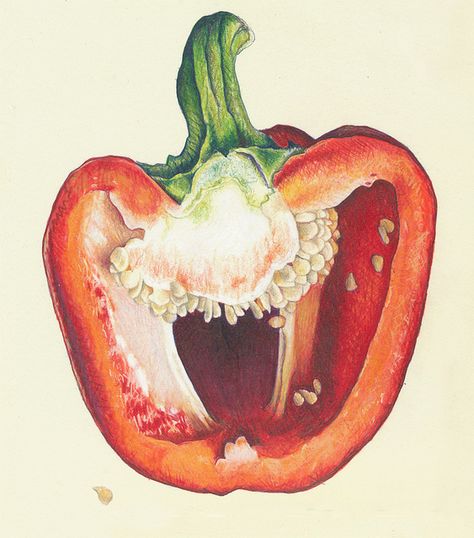 Look what you can do with markers, bic pen and colored pencils! PEPPERS_close2 by cmcleanart, via Flickr Pepper Drawing Realistic, Colored Pencil Food Illustration, Pen Study Art, Ap Art Colored Pencil, Gcse Art Pepper Page, Bell Pepper Sketch, Colored Pencil Nature Drawings, Botanical Colored Pencil, Bell Pepper Art