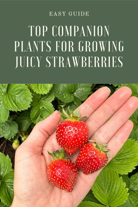 strawberry companion plants Companion Plant For Strawberries, Strawberry Companion Planting, Companion Plants For Strawberries, Companion Planting Strawberries, Garlic Companion Plants, Planting Spinach, Strawberry Planting, Strawberry Companion Plants, Garden Strawberries