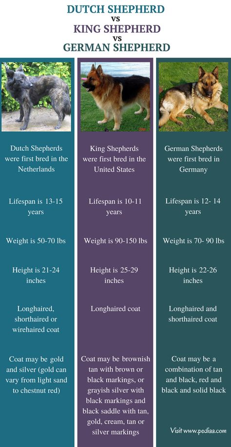 Difference Between Dutch Shepherd King Shepherd and German Shepherd - Pediaa.Com King Shepherd Puppy, King Shepherd Dog, Dutch Shepherd Puppy, King German Shepherd, Shiloh Shepherd Dog, German Shepherd Facts, King Shepherd, Dutch Shepherd Dog, Shiloh Shepherd