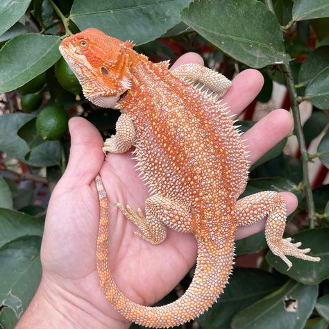 Extra Blue Hypo Dunner Central Bearded Dragon by Spitfire Bearded Dragons Bearded Dragon Cute, Bearded Dragon Care, Dragon Lover, October 2022, Dragon Design, Bearded Dragon, Baby Birth, Pet Store, Reptiles