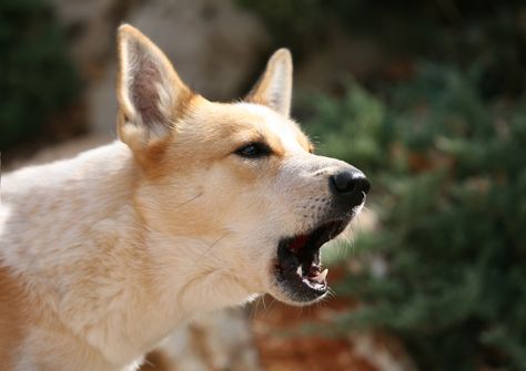 Quiet Dog Breeds, Canaan Dog, Human Body Facts, Paw Care, Present Continuous, Stop Dog Barking, What Kind Of Dog, Kinds Of Dogs, Behavior Problems