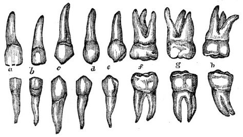 Teeth Teeth Falling Out Dream, Prosthetic Teeth, Teeth Drawing, Tooth Tattoo, Loose Tooth, Wisdom Teeth, Cycling Art, Oral Hygiene, Inspiration Ideas