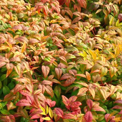 Nandina Plant, Shade Loving Shrubs, Southern Living Plants, Spring Hill Nursery, Hardiness Zones, Deer Resistant Plants, Winter Plants, Evergreen Plants, Spring Plants