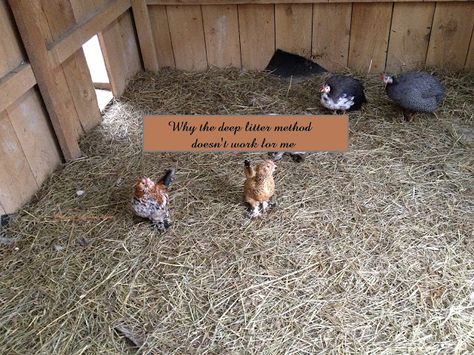 The deep litter method doesn't work for everyone, here's 1 reason why. Deep Litter Method Chicken Coop, Deep Litter Method, Chicken Roost, Duck Duck, Backyard Chickens, Raising Chickens, Chickens Backyard, It's Hard, Reason Why