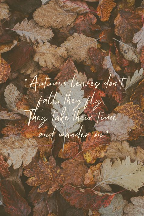 A quote over image of fallen leaves during fall season for outdoor adventures. Quote says Autumn leaves don't fall, they fly. They take their time and wander on. Autumn colors. Autumn Is Proof That Change Is Beautiful, Autumn Words Aesthetic, Leaves Changing Quotes, Autumn Aesthetic Captions, Falling Leaves Quotes, Quotes About Leaves, Quotes On Autumn, Autumn Leaves Quotes, Fall Leaves Quotes