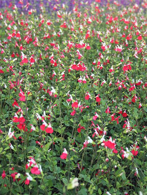 Salvia Landscaping, Hot Lips Salvia, Salvia Hot Lips, Hot Lips Plant, Long Blooming Perennials, Metal Trellis, Plant Tips, Future Garden, Red And White Flowers