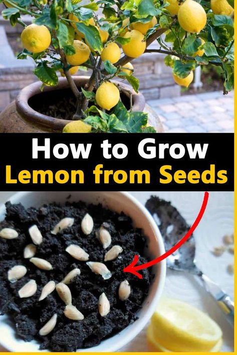 Planting Lemon Seeds, Lemon Tree From Seed, Grow Lemon, Growing Lemon Trees, Plantarea Legumelor, Gemüseanbau In Kübeln, Regrow Vegetables, Lemon Plant, Growing Vegetables In Pots