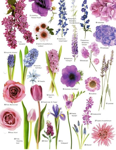 A little flower education for your Wednesday evening, courtesy of Martha Stewart Weddings.  Have a good one, and stay warm!    Brilliant Whi... Flowers And Their Names, Flowers By Color, Wedding Flowers Tulips, Flower Chart, Flower Guide, Purple Wedding Flowers, Hydrangea Purple, Flower Names, Lavender Roses