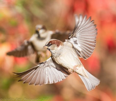 Explore krisinct- Thanks for 12 Million views!'s photos on Flickr. krisinct… Sparrow In Flight, Sparrow Pictures, Female House Sparrow, Lion Face Drawing, Reference Photos For Artists, House Sparrow, Bird Carving, Lion Face, Artistic Inspiration