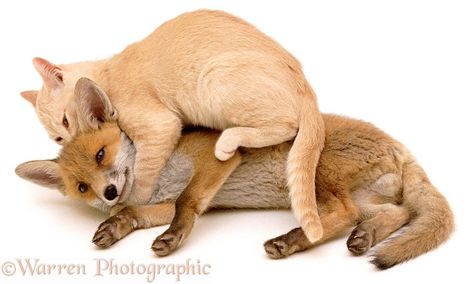 hehe Fox And Cat, Kitten Playing, Fox Pictures, Kitten Photos, Fox Illustration, Cute Giraffe, Kittens Playing, Pretty Animals, Cat Pictures