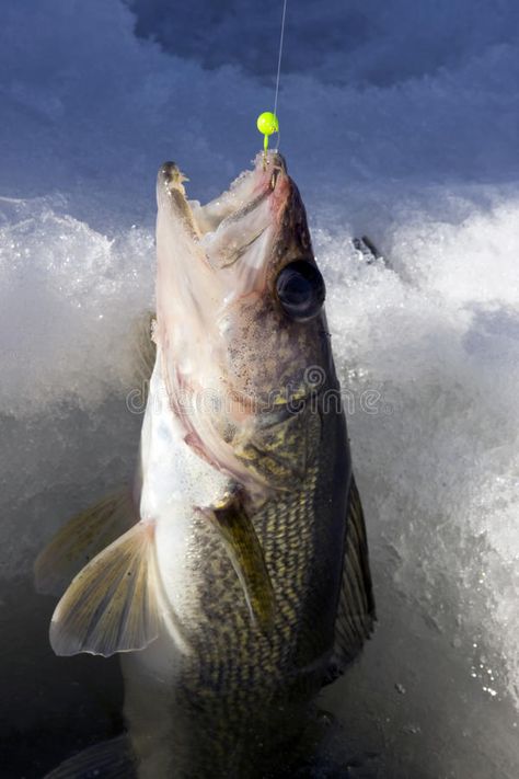 Walleye ice fishing. Walleye being pulled through the ice on a frozen lake , #AFF, #fishing, #ice, #Walleye, #lake, #frozen #ad Ice Fishing Walleye, Winter Images, Frozen Lake, Winter Cold, Ice Fishing, The Ice, Frozen, Royalty Free Stock Photos, Fishing